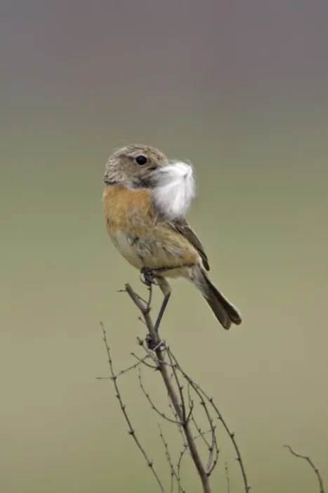 Framed Print : Stonechat- female with nest material in bill, Lower Saxony, Germany Framed Print : Stonechat- female with nest material in bill, Lower Saxony, Germany