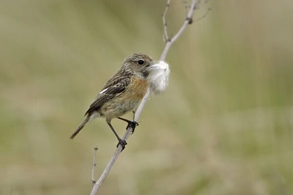 Stonechat- female with nest matrial in bill, Lower Saxony, Germany