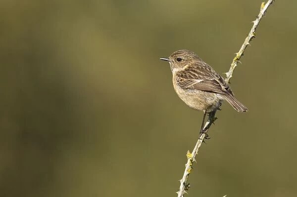 Stonechat - female perched on an old bramble stick - May - Cannock Chase, Staffordshire, England