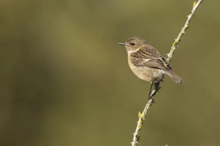 Framed Print : Stonechat - female perched on an old bramble stick - May - Cannock Chase, Staffordshire, England Framed Print : Stonechat - female perched on an old bramble stick - May - Cannock Chase, Staffordshire, England