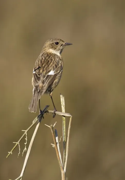 Framed Print : Stonechat - female standing on top of old bracken and keeping watch - May - Cannock Chase - Staffordshire - England
