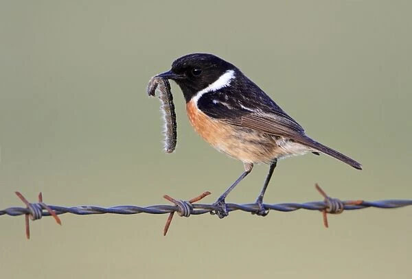Stonechat - male with caterpillar in beak, Texel, Holland