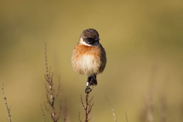 Framed Print : Stonechat - male - Cornwall - UK Framed Print : Stonechat - male - Cornwall - UK