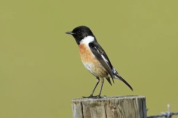 Stonechat - male, on fence post, Texel, Holland
