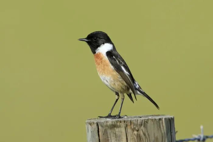 Framed Print : Stonechat - male, on fence post, Texel, Holland Framed Print : Stonechat - male, on fence post, Texel, Holland