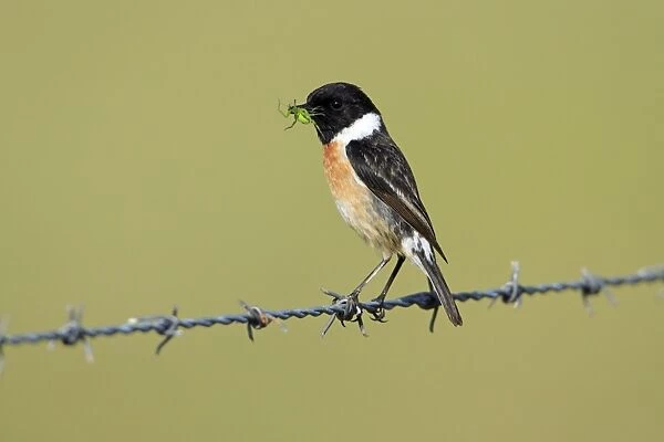 Stonechat - male with food in beak, Texel, Holland