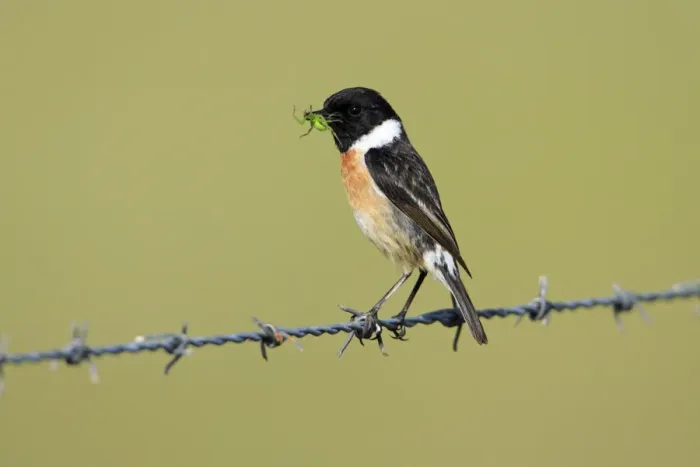 Framed Print : Stonechat - male with food in beak, Texel, Holland Framed Print : Stonechat - male with food in beak, Texel, Holland