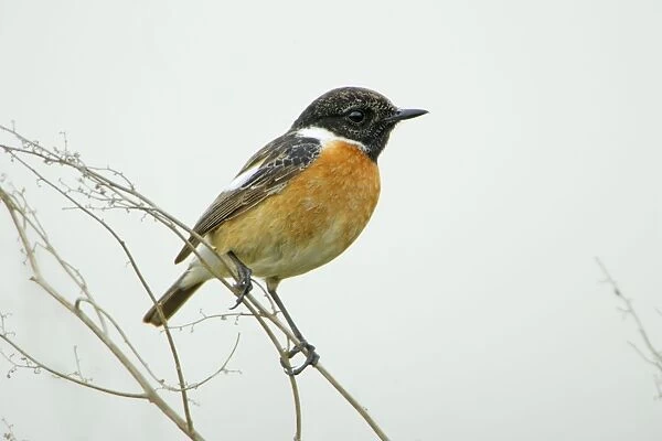 Stonechat - male perched on plant stem, Lower Saxony, Germany
