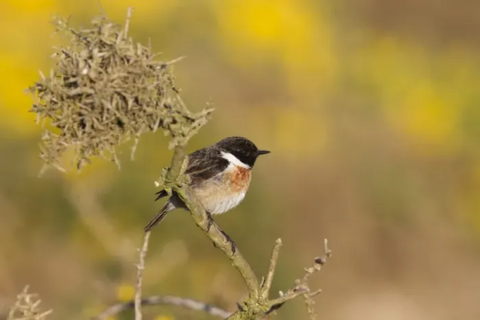 Framed Print : Stonechat - male - UK Framed Print : Stonechat - male - UK