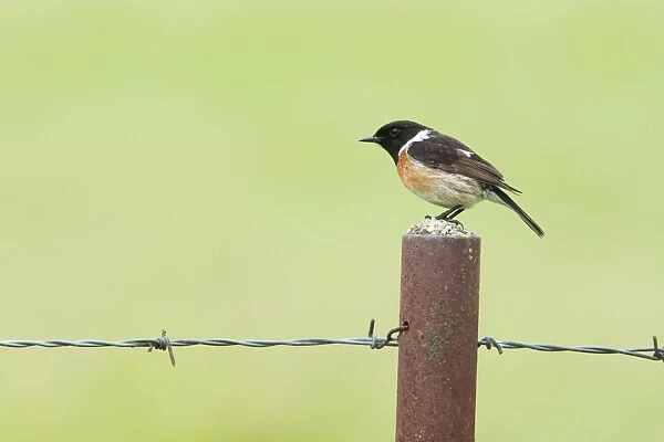 Stonechat - Single adult male perching on a post - Extremadura, Spain