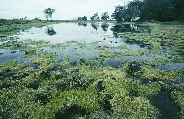Stonecrop ROG 10963 Australian Stonecrop swamp. Mass of pygmy weed invading a New Forest pond (Invasive Alien) Crassula Helmsii © Bob Gibbons  /  ARDEA LONDON