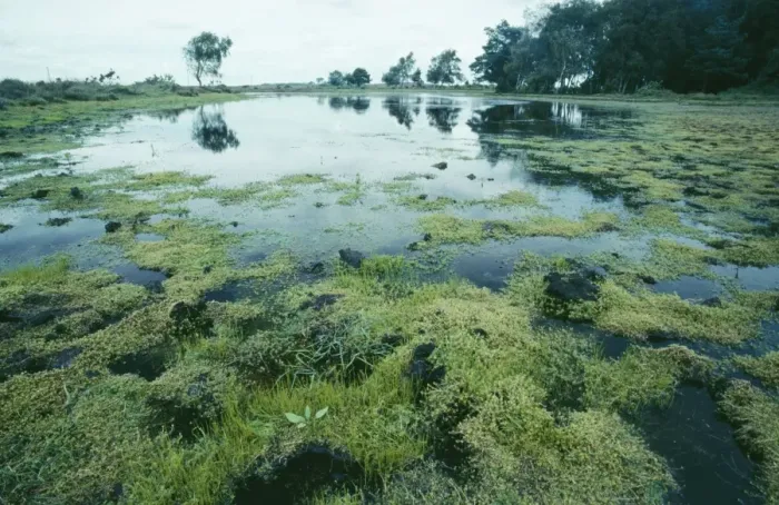 Framed Print : Stonecrop ROG 10963 Australian Stonecrop swamp. Mass of pygmy weed invading a New Forest pond (Invasive Alien) Crassula Helmsii © Bob Gibbons / ARDEA LONDON Framed Print : Stonecrop ROG 10963 Australian Stonecrop swamp. Mass of pygmy weed invading a New Forest pond (Invasive Alien) Crassula Helmsii © Bob Gibbons / ARDEA LONDON