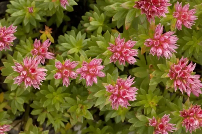 Framed Print : A stonecrop (Sedum anacampseros) Pyrenees Framed Print : A stonecrop (Sedum anacampseros) Pyrenees