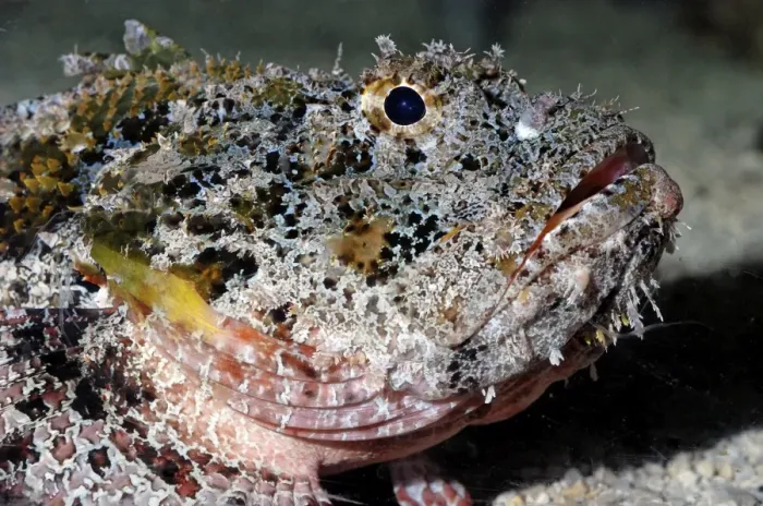 Framed Print : Stonefish- (with extremely poisonous spines) - Indo-Pacific Ocean Framed Print : Stonefish- (with extremely poisonous spines) - Indo-Pacific Ocean