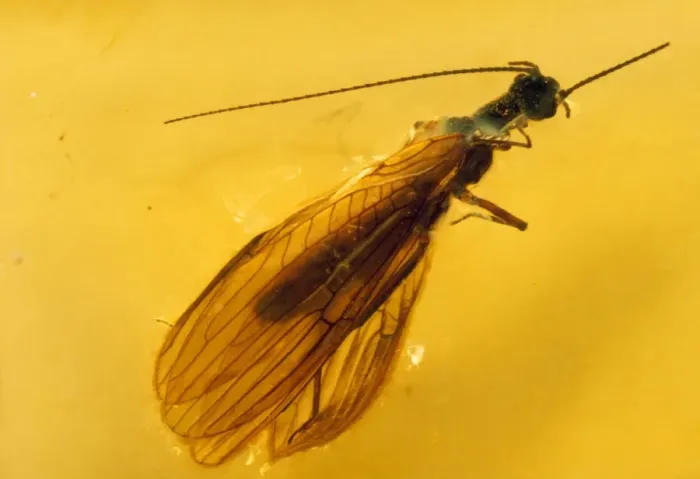 Framed Print : Stonefly - embedded in Baltic Amber. Upper Eocene Framed Print : Stonefly - embedded in Baltic Amber. Upper Eocene