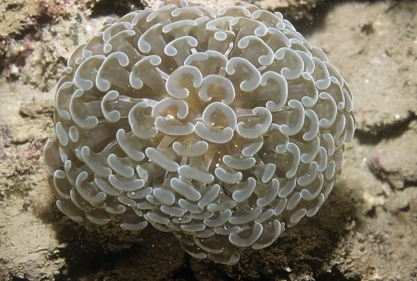 Stony Coral - also known as: bouquet corals, frogspawn corals, grape corals, vase corals and zigzag corals. Indonesia