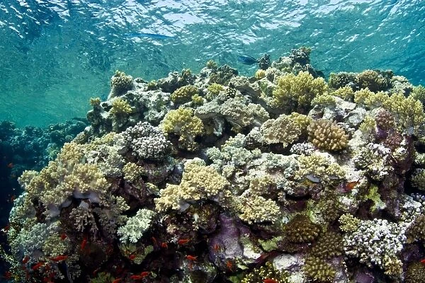 Stony Corals - Branching Anemone