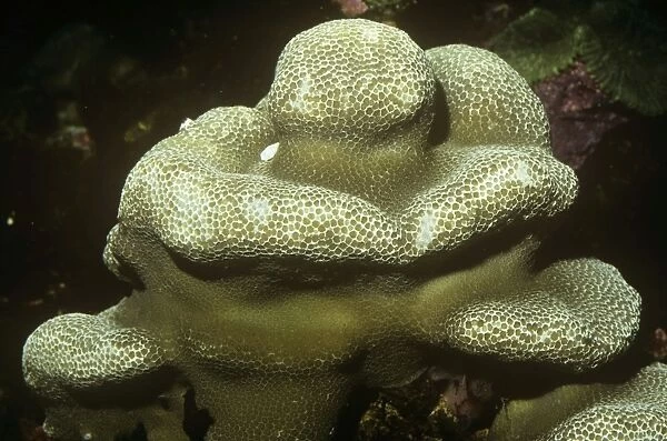 Stony  /  Lobed  /  Brain Coral Reefs of Hawaii