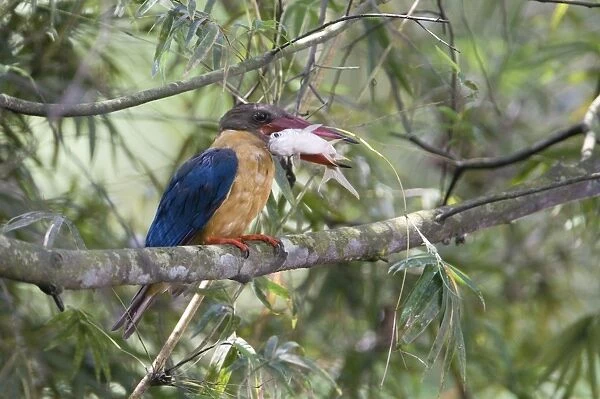 Stork-billed Kingfisher - with fish in mouth - Previously Halcyon capensis