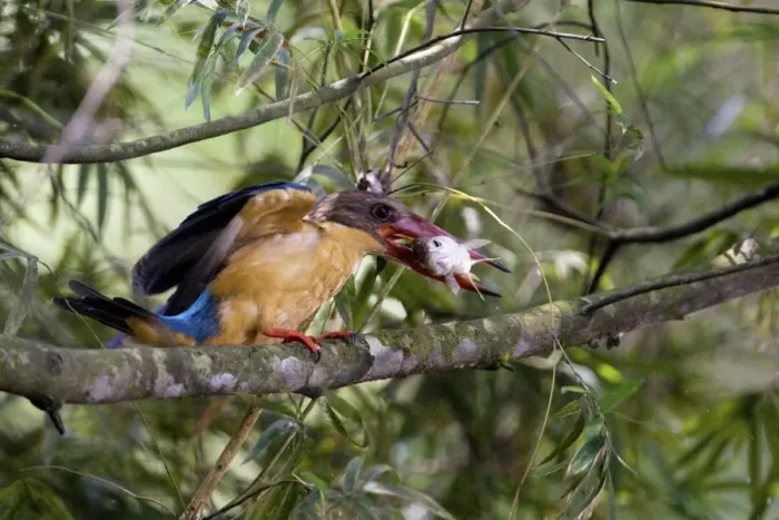Framed Print : Stork-billed Kingfisher - with fish in mouth - Previously Halcyon capensis Framed Print : Stork-billed Kingfisher - with fish in mouth - Previously Halcyon capensis