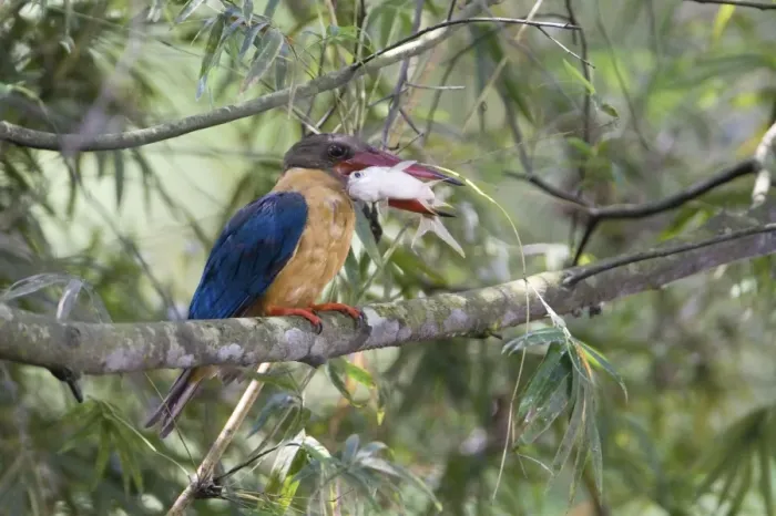 Framed Print : Stork-billed Kingfisher - with fish in mouth - Previously Halcyon capensis Framed Print : Stork-billed Kingfisher - with fish in mouth - Previously Halcyon capensis