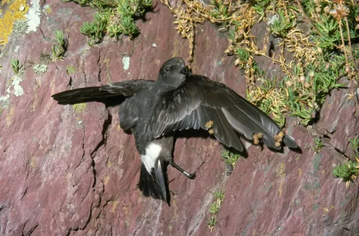 Framed Print : Storm Petrel Framed Print : Storm Petrel
