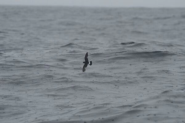 Storm Petrel - in flight over waves in rain Isles of Scilly, August