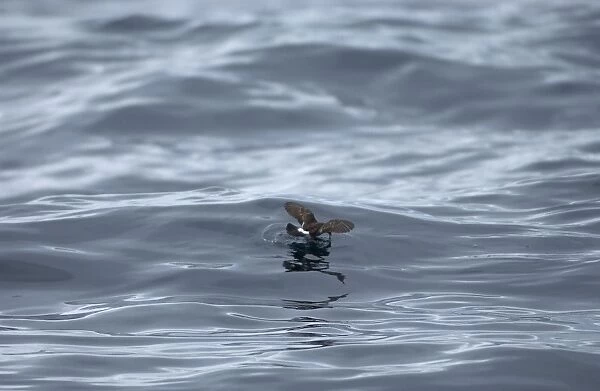 Storm Petrel over waves, Isles of Scilly, August