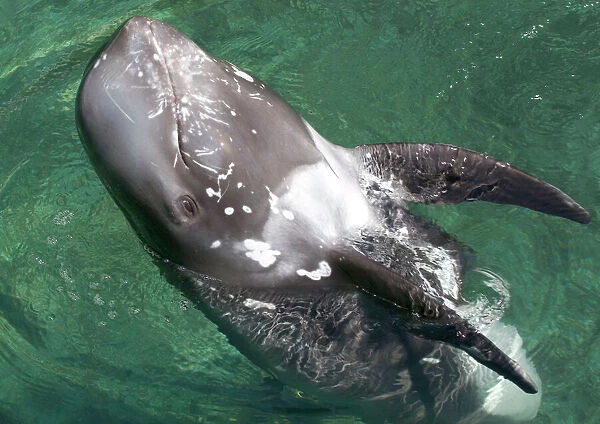 Stranded Risso's dolphin playing out of the water 'Head standing'