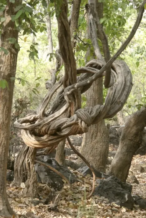 Framed Print : Stranger Vine. Bandhavgarh NP, India Framed Print : Stranger Vine. Bandhavgarh NP, India