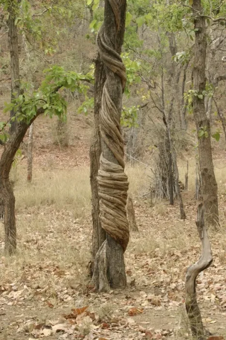 Framed Print : Stranger Vine. Bandhavgarh NP, India Framed Print : Stranger Vine. Bandhavgarh NP, India