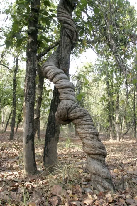 Framed Print : Stranger Vine. Bandhavgarh NP, India Framed Print : Stranger Vine. Bandhavgarh NP, India