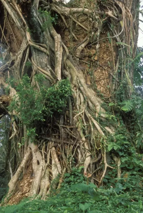 Framed Print : Strangler Fig On Guanacaste tree Belize Framed Print : Strangler Fig On Guanacaste tree Belize
