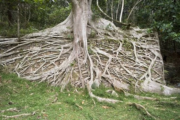 Strangler Fig roots covering a wall Prony Bay eastern New Caledonia