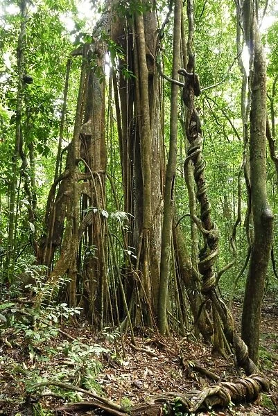 Strangler fig tree - Danum Valley Conservation Area - Sabah - Borneo - Malaysia