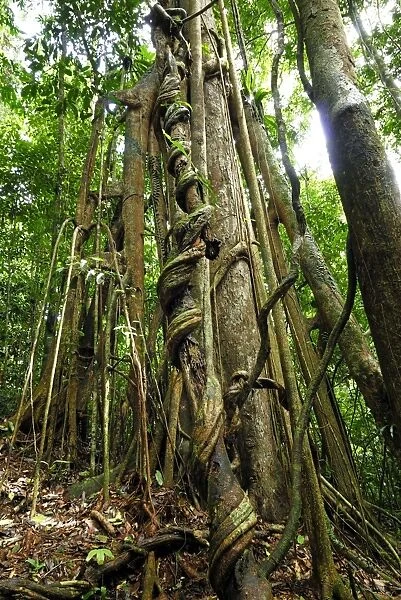 Strangler fig tree - Danum Valley Conservation Area - Sabah - Borneo - Malaysia