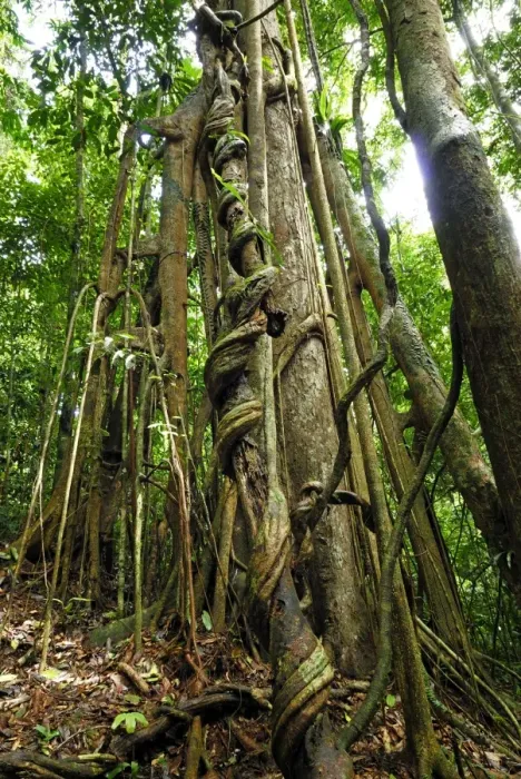 Framed Print : Strangler fig tree - Danum Valley Conservation Area - Sabah - Borneo - Malaysia Framed Print : Strangler fig tree - Danum Valley Conservation Area - Sabah - Borneo - Malaysia