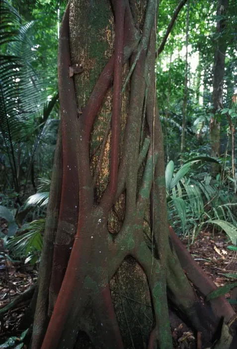 Framed Print : Strangler Fig - around a trunck. French Guiana Framed Print : Strangler Fig - around a trunck. French Guiana