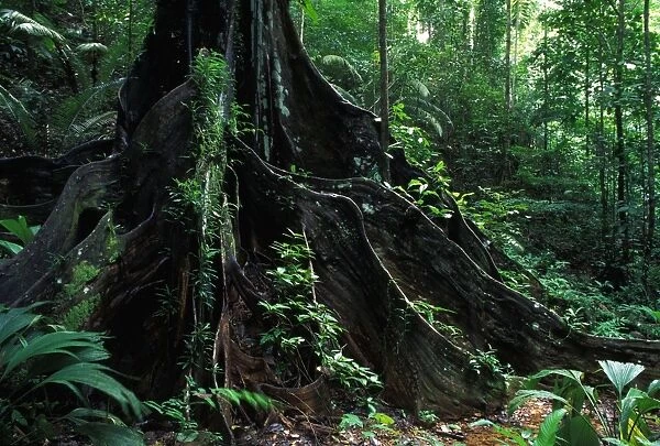 Strangler Figs - trunk of a large tree in the forest of french Guyana