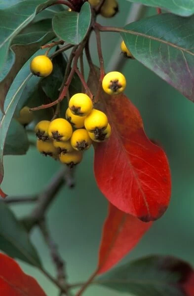 Stranvaesia 'Fructulateo' - semi evergreen shrub - leaves turn to red in winter. UK. January