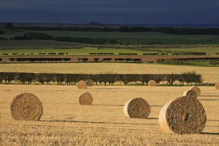 Framed Print : Straw Bales - stormy autumn sky, Budle Bay, Northumberland National Park, England
