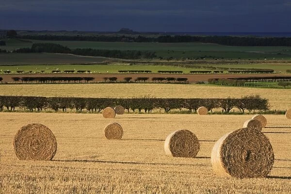Straw Bales - stormy autumn sky, Budle Bay, Northumberland National Park, England
