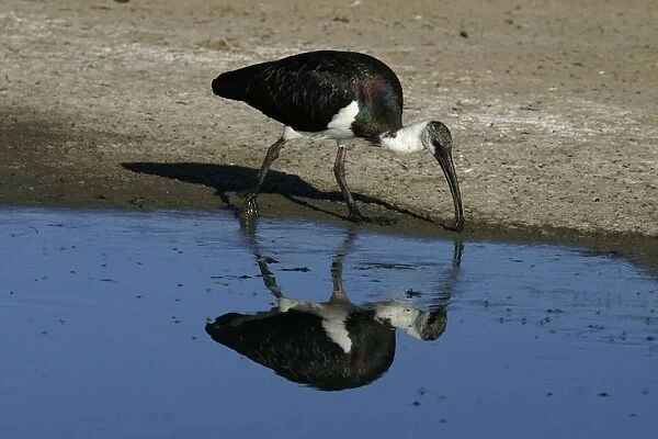 Straw-necked Ibis Alice Springs Sewage Ponds, Northern Territory, Australia