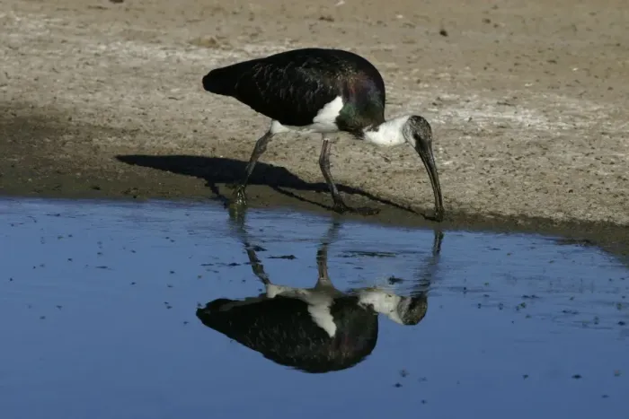 Framed Print : Straw-necked Ibis Alice Springs Sewage Ponds, Northern Territory, Australia Framed Print : Straw-necked Ibis Alice Springs Sewage Ponds, Northern Territory, Australia