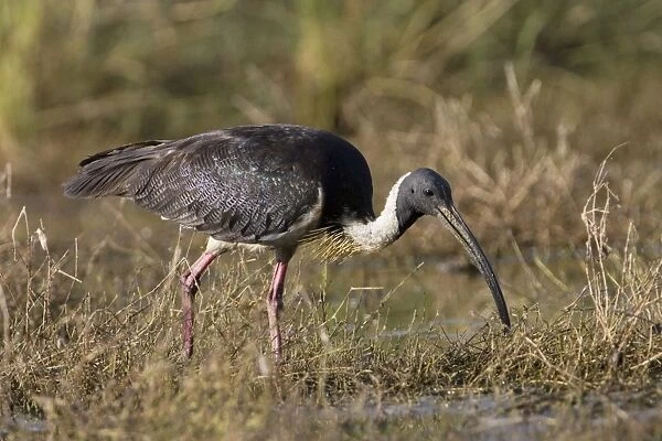 Straw-necked Ibis Found throughout much of Australia except for the most arid regions. Inhabits freshwater wetlands and adjacent pasture. At Mt Barnett water treatment plant, Kimberley, Western Australia