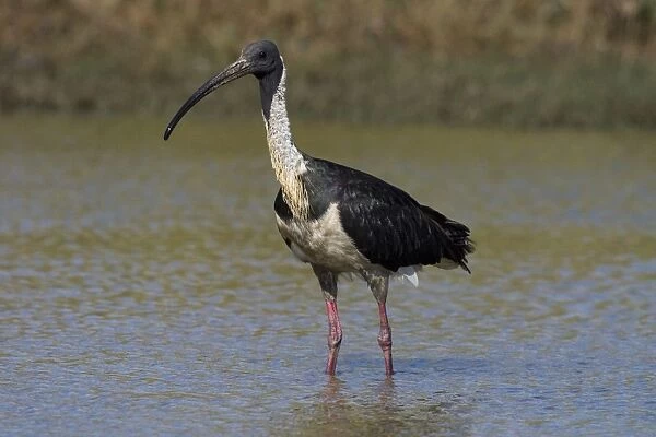 Straw-necked Ibis Found throughout much of Australia except for the most arid regions. Inhabits freshwater wetlands and adjacent pasture. At Mt Barnett water treatment plant, Kimberley, Western Australia