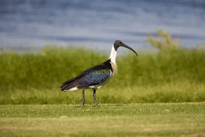 Framed Print : Straw-necked Ibis At Herdsman Lake, Perth, Western Australia. Widespread in grasslands particularly in the north and east Framed Print : Straw-necked Ibis At Herdsman Lake, Perth, Western Australia. Widespread in grasslands particularly in the north and east