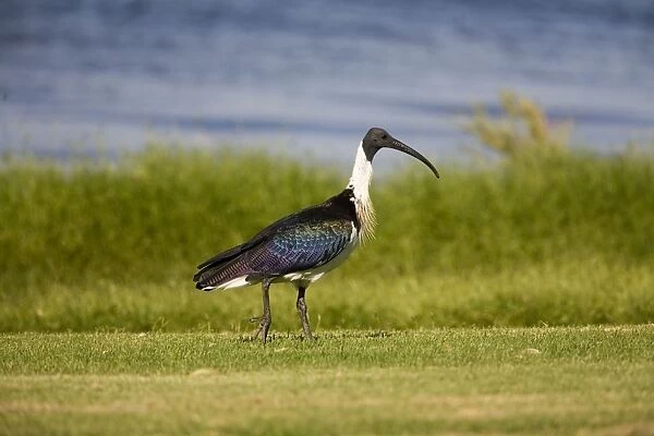Straw-necked Ibis At Herdsman Lake, Perth, Western Australia. Widespread in grasslands particularly in the north and east
