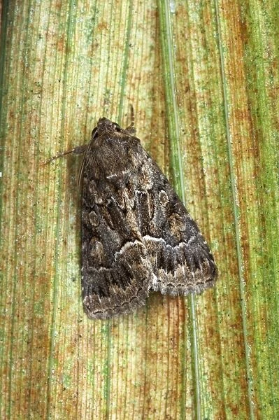 Straw Underwing Moth Thalpophila matura Essex, UK IN000399