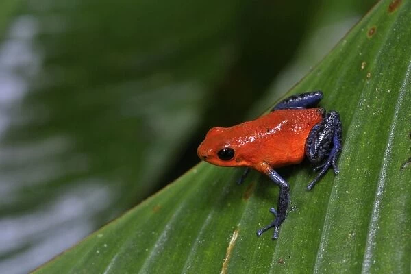 Strawberry Poison  /  Blue Jeans Dart Frog, Costa Rica